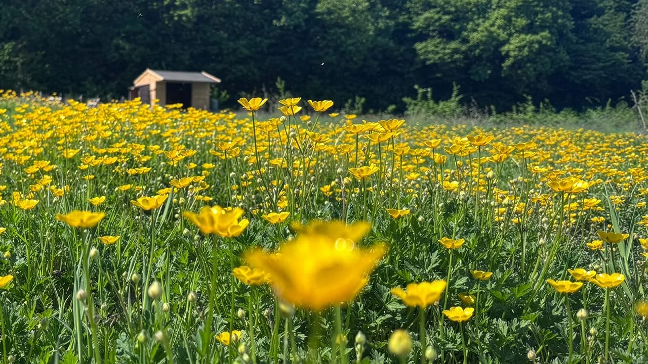Maypole Farm open fields with buttercups