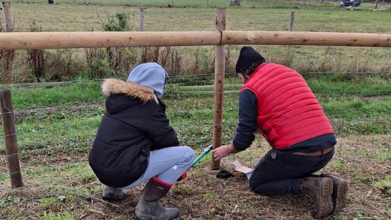 Young people working with animals at Maypole Farm